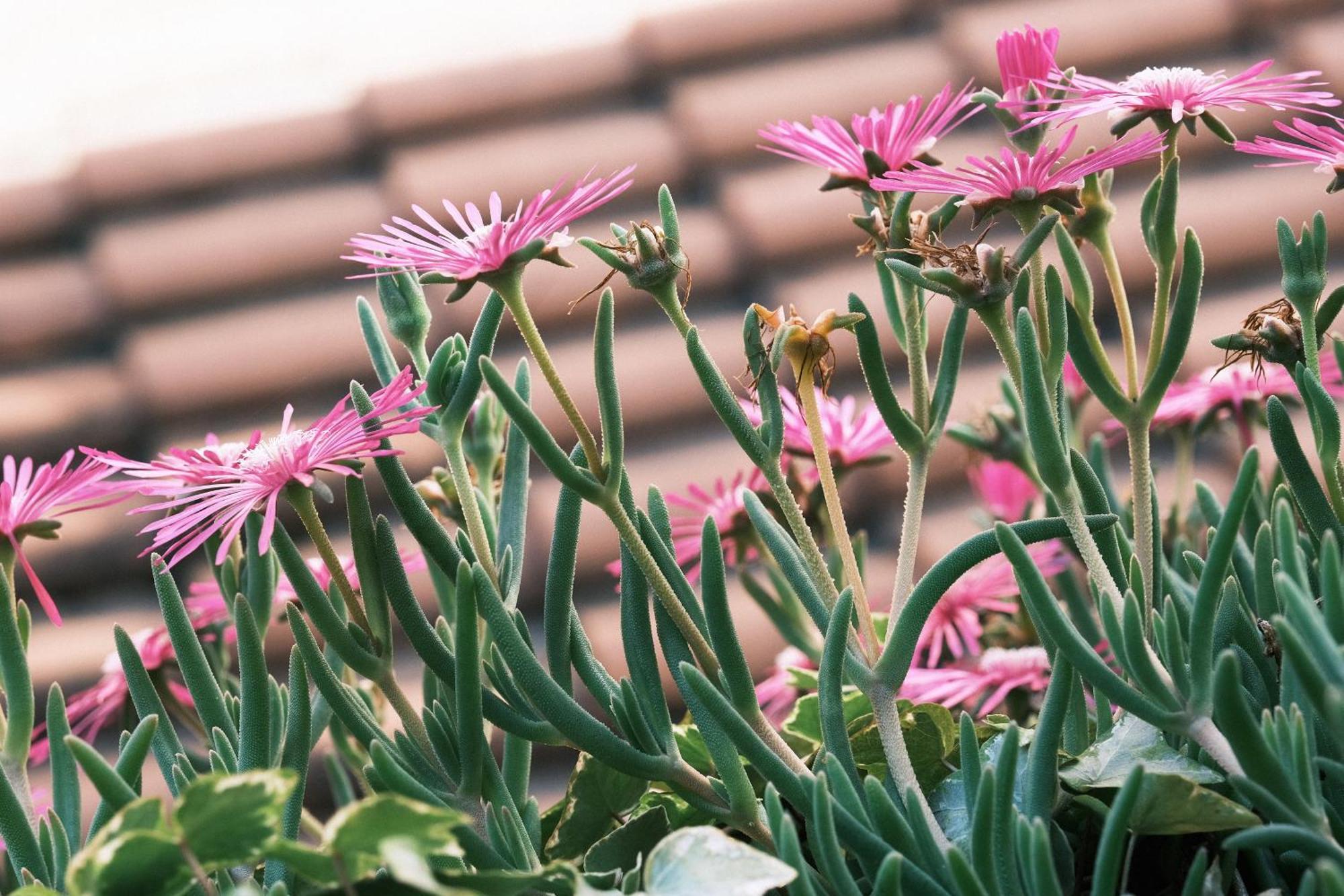 Comecasa Flowery Terraced Apartment Milano Eksteriør bilde